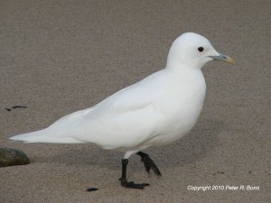 Ivory Gull, Provincetown, Massachusetts