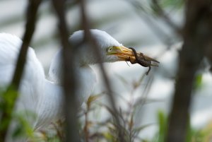 Intermediate Egret Eating Prey
