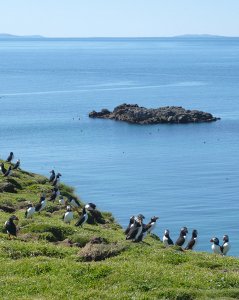 Island puffins