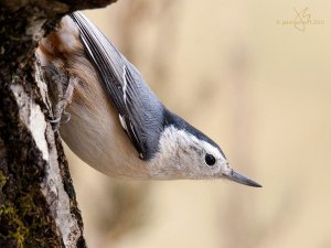 White-breasted Nuthatch