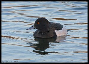 Tufted Duck