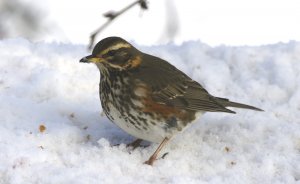 Redwing