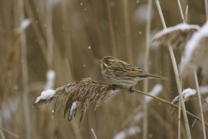 Reed bunting