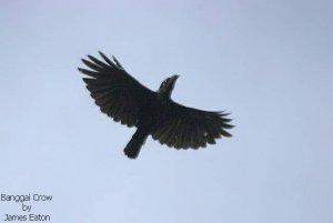 Banggai Crow.."Opus"