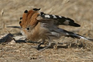 Hoopoe