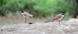 Black-headed Lapwing