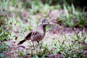 Brown Babbler