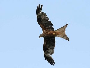 Red Kite