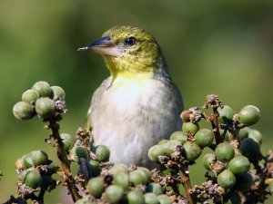 Southern Masked Weaver