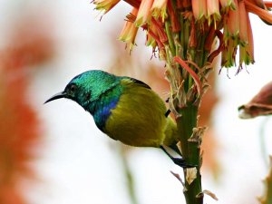 Collared Sunbird (Male)