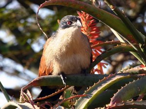 Burchell's Coucal