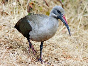 Hadeda Ibis