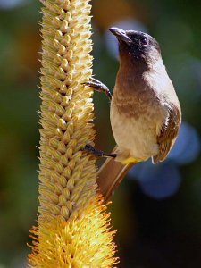 Blackeyed Bulbul