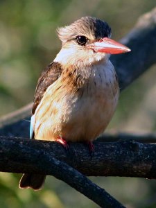 Brownhooded Kingfisher