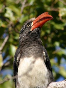 Crowned Hornbill