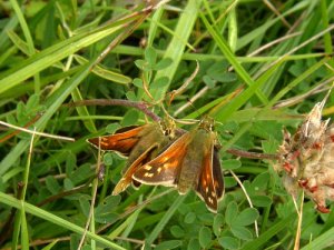 Silver-spotted Skipper