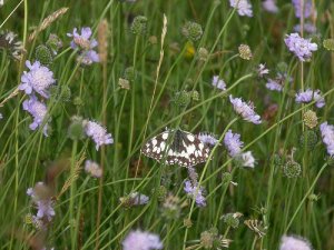 Marbled White