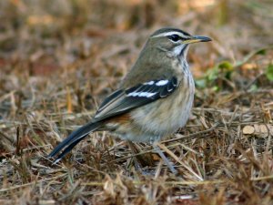 Whitebrowed Robin