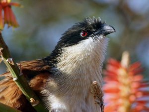 Burchells Coucal