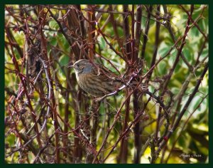 Dunnock snapped in the garden!