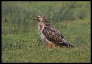 Common Buzzard