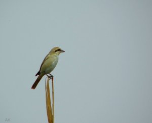 Red-tailed (Isabelline) Shrike