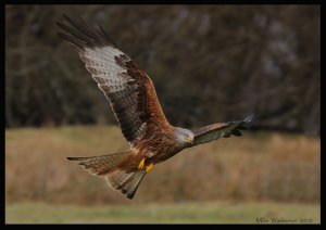 Red Kite