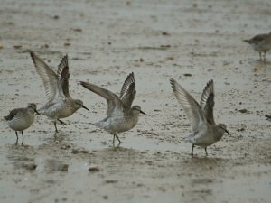 Knot ballet?