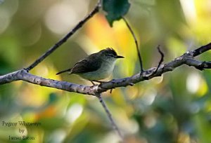 Pygmy White-eye.."Opus"