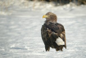 White-tailed Sea-eagle