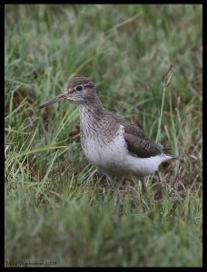 Common Sandpiper