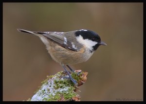 Coal Tit