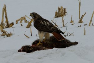 Red Tail enjoying lunch