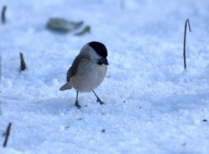 Marsh Tit