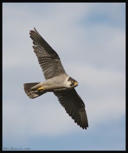 Peregrine on patrol