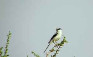 Great Grey Shrike