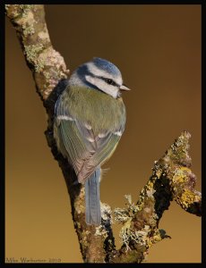 Blue Tit