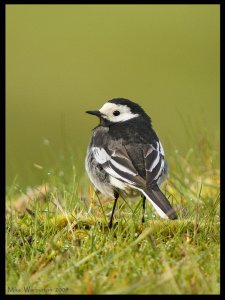 Pied Wagtail