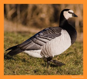 Barnacle Goose