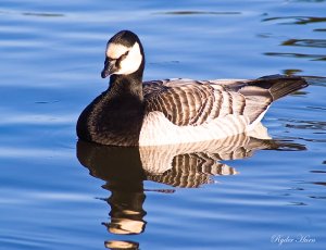 Barnacle Goose