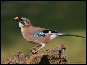 Juggling Jay 2