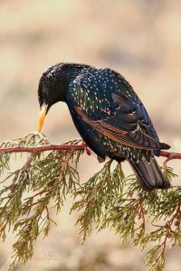 European Starling