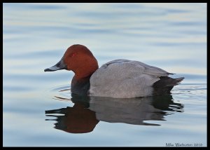 Pochard (male)