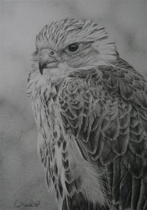 Saker Falcon portrait