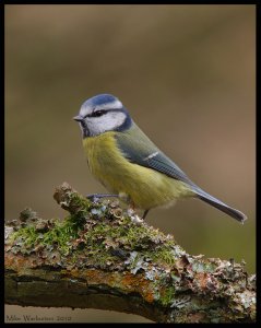 Blue Tit