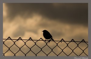 A moody Dunnock Silhouette