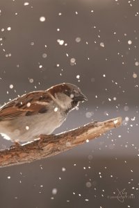 House Sparrow (m)