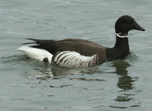 Brants Goose swimming