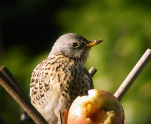 Fieldfare Close -Up