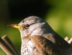 Fieldfare Cose Up